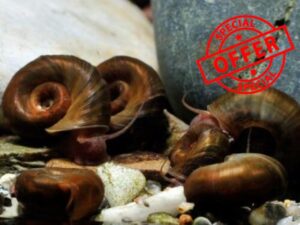 Pond Snails X 10 UK Native Ramshorn Snails. Algae Eating Snails