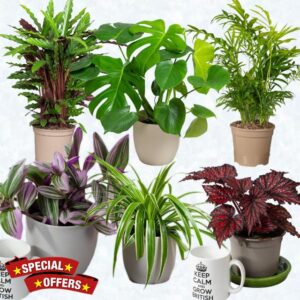 House Plants Indoor – Mix of 6 Real Indoor Plants in 13cm Pots