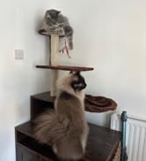 Large Hidden Cat Litter Box Enclosure Furniture with Cat Tree Wood Sturdy Kitty Washroom Toilet C...