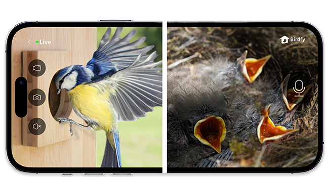 Birdfy Nest- Smart Bird House with Dual Camera
