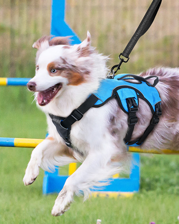 rabbitgoo Escape-Proof Dog Harness with Handle Anti-Pull Reflective Working Pets Vest Dog Harness...
