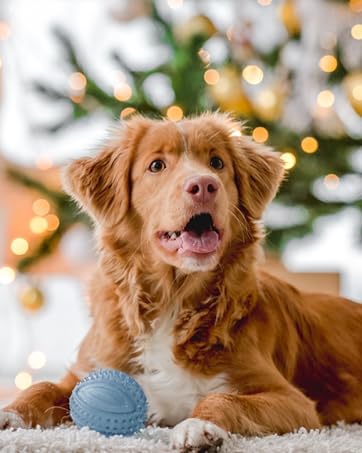 Dog Beds for Large Dogs