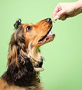 Pooch & Mutt complete wet food