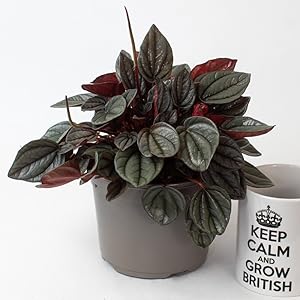Peperomia