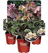 About Our Plants
