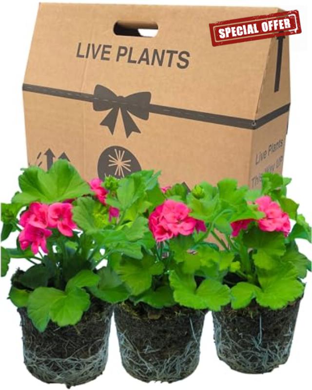 Geranium Plants Live for Planting - 3 Large 1ltr Pot Size Garden Ready