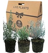 Strawberry Plants Ready to Plant UK - 3 Large Plants Grown in 13cm Pots. Grow Outdoor or Indoor i...