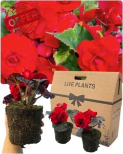 Begonia Plants Outdoor Garden Ready - 6 Red Outdoor Non Stop Begonias. Live Summer Planting. Large 1ltr Potted Size. Well Rooted & Established