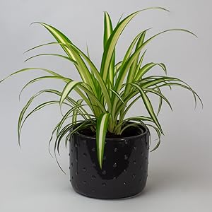 House Plants Mix