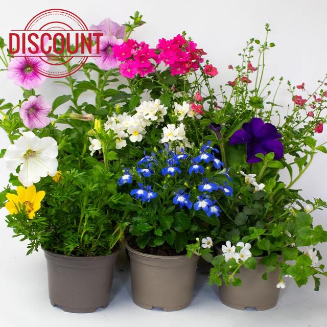 9 x Flowering Bedding Plants - Grow Your own Summer Flowering Bedding
