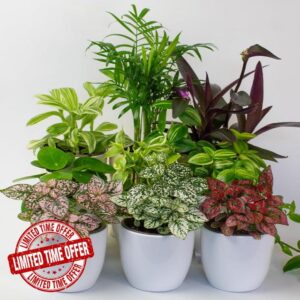 9 x House Plants - Indoor Plants in 9cm Plant Pot
