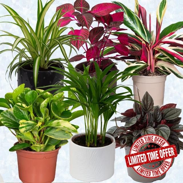 6 x Pet Friendly House Plants – Indoor Plants for Living Room Accessories