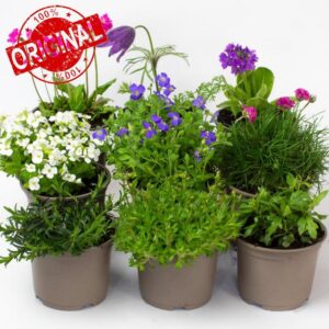 9 x Rockery Plants - Perennial Garden Ready Flowers in 10.5cm Plant Pot