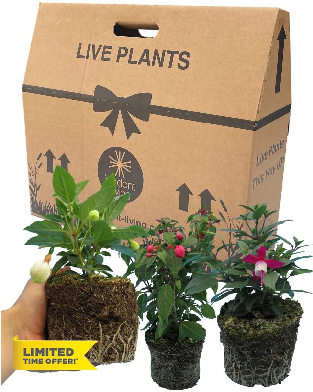 Fuchsia 3 Large Garden Ready Plants - Well Rooted & Established 1ltr Pot Size Bedding to Plant Now