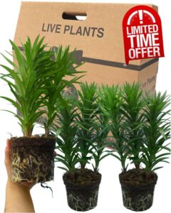 Lily Plants Outdoor Garden Ready - Grown in Large 1Ltr Pots
