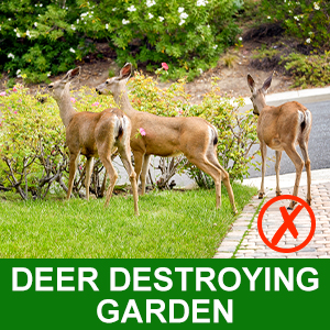 Garden Cat Repellent
