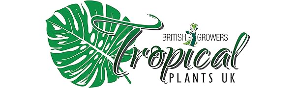 Tropical Plahouse plants indoor plant snake aloe vera succulent peace lily with pot spider air