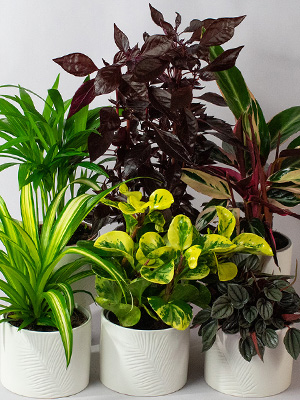 House Plants