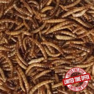 Premium 5kg Dried Mealworms for Wild Birds by Two Amigos Pet Supplies