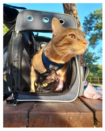 Cat Carrier
