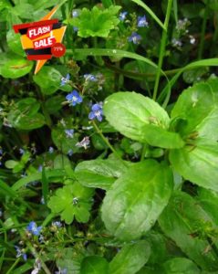 Lincolnshire Pond Plants Ltd Marginal Plants - Live Water Plant Aquatic Pond Lake Marginal - Pond Plants (Veronica Beccabunga) - 2X Plants and 2 Pots & Compos