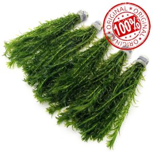 50 ELODEA DENSA Stems - 5 Bunches - Oxygenating Weed Live Pond Plant Water Aquarium Aquatic Plants Egeria k2aqua