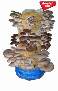 Mushroom Growing Kit