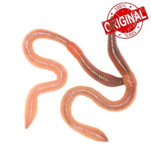 Wiggly Wigglers Live Garden Worms For Soil Enrichment & Healthy Plant Growth | Gardening Essential | Earthworms | Red Worm | Earth Worms (200)
