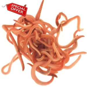 Wiggly Wigglers Composting Worms And Bedding Block