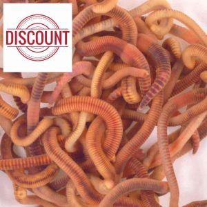 Wiggly Wigglers Composting Worms Vermicomposting Red Wiggler Compost Earth Worm For Garden & Farm Composter | Tiger Worms | Earthworms (1kg)