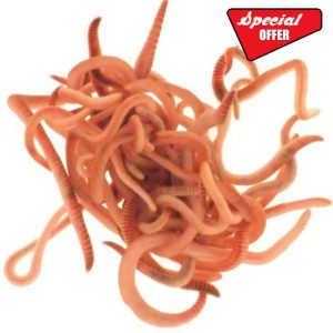 Wiggly Wigglers Composting Worms And Bedding Block