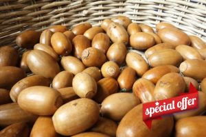 Igart Acorns for Squirrels and Birds 5 kg | Acorns without Cones for Animals | Harvest 24 | Washed | Dried | Organic Quality