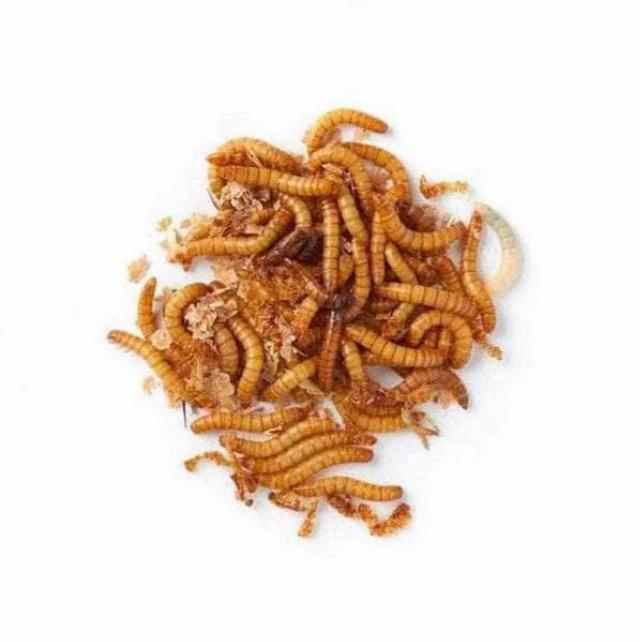 Live Mealworms (1 Kg)
