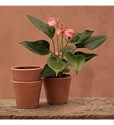 Crocus Collection 30cm Brushed Copper Windowsill Wide Seed Tray Water Drip Tray for Planters