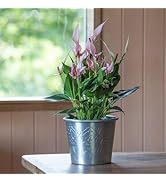 Crocus Collection 14cm Metal Planter Flower Pot Zinc Galvanised Steel Decorative Herringbone