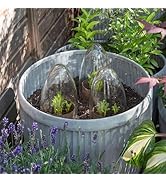 Crocus Collection 52cm Victorian Outdoor Cloche for Plant Wind Animal Protection Mini Growhouse i...