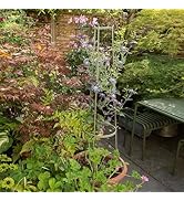 Crocus Collection 150cm Climbing Plant Support Wall Rods Ladder for Perennial Climbing Garden Bed...