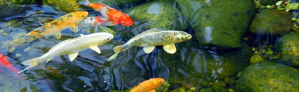 pond hose koi