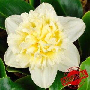 Carbeth Plants 40 x Daffodil Ice King Spring Bulbs - Cream & Yellow Double Petalled Narcissus Flowering Perennials - UK Hardy & Pollinator Friendly - Ideal for Growing in Beds