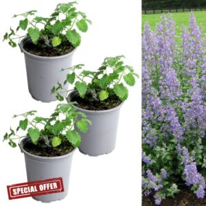 Carbeth Plants - Catmint Herb Plant in 9cm Pot - Garden Ready Evergreen Nepeta Herbaceous Perennial Shrub - Aromatic Easy to Grow Outdoor Plant - Ideal for Growing in Beds
