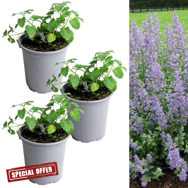 Carbeth Plants - Catmint Herb Plant in 9cm Pot - Garden Ready Evergreen Nepeta Herbaceous Perennial Shrub - Aromatic Easy to Grow Outdoor Plant - Ideal for Growing in Beds